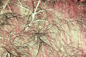 T 096C